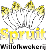 Witlofkwekerij Spruit